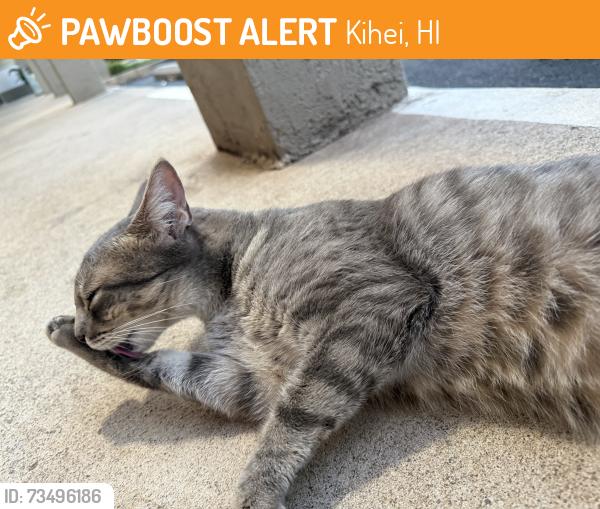 Found/Stray Female Cat last seen The Dark Art Collective Tattoo Shop, Kihei, HI 96753