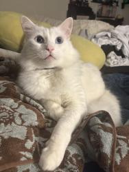 Lost Male Cat last seen Hoen Ave, Santa Rosa, CA 95405