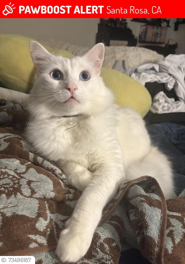 Lost Male Cat last seen Hoen Ave, Santa Rosa, CA 95405