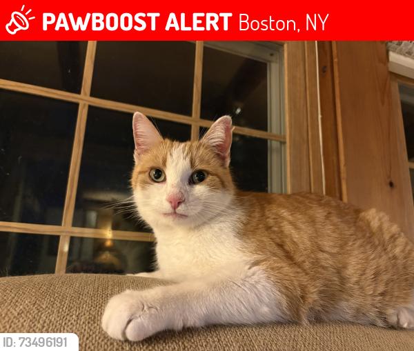 Lost Male Cat last seen Boston Little Library, Boston, NY 14025