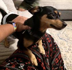 Found/Stray Male Dog last seen Riverside Trail, Temple, TX 76502