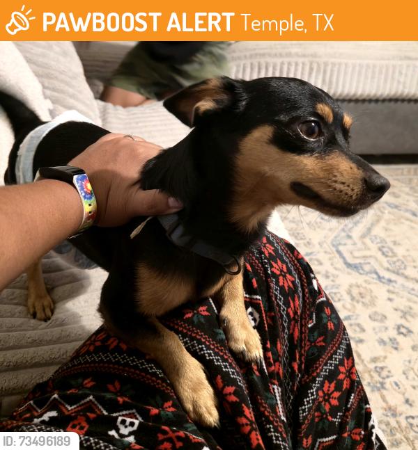 Found/Stray Male Dog last seen Riverside Trail, Temple, TX 76502