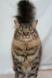 Lost Male Cat last seen Mapco, Chatsworth, GA 30705