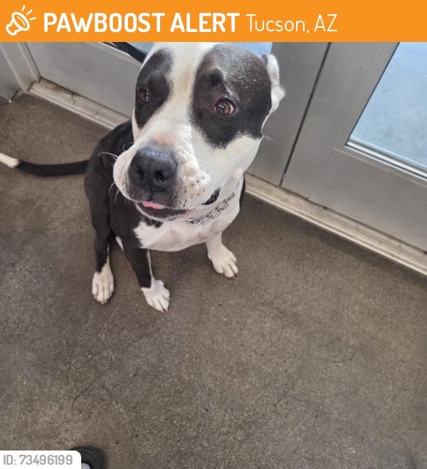 Found/Stray Male Dog last seen 22nd and County Club, Tucson, AZ 85713