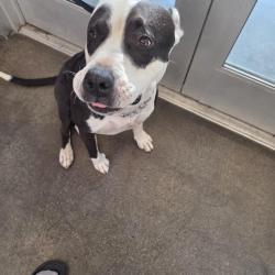 Found/Stray Male Dog last seen 22nd and County Club, Tucson, AZ 85713