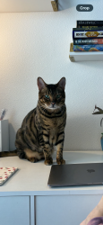 Reunited Male Cat last seen Loblolly Way, Frisco, TX 75035