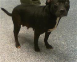 Shelter Stray Female Dog last seen CHARLOTTE, 8315 Byrum Dr, Charlotte, NC 28217, USA