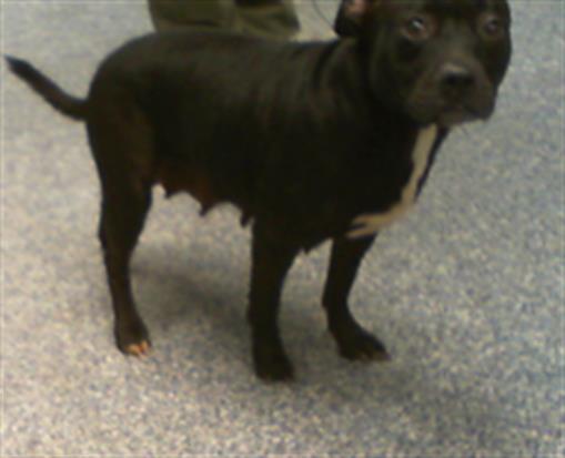 Shelter Stray Female Dog last seen CHARLOTTE, 8315 Byrum Dr, Charlotte, NC 28217, USA