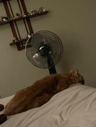 Found/Stray Unknown Cat last seen Tramwood neighborhood, Fuquay-Varina, NC 27526
