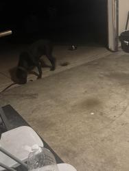 Found/Stray Male Dog last seen Walked into my garage., Mansfield, TX 76063