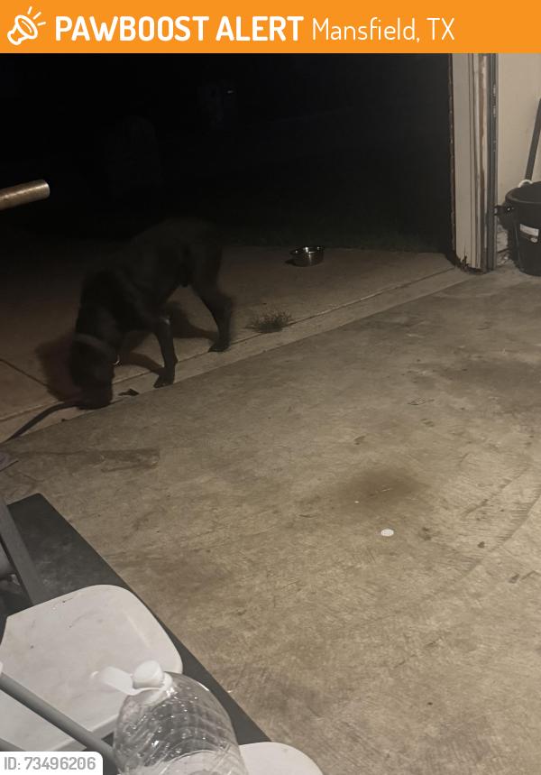 Found/Stray Male Dog last seen Walked into my garage., Mansfield, TX 76063