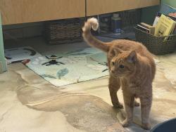 Found/Stray Male Cat last seen Major Hill Road Snow Camp, North Carolina, Alamance County, NC 27349