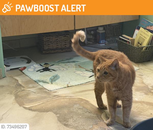 Found/Stray Male Cat last seen Major Hill Road Snow Camp, North Carolina, Alamance County, NC 27349