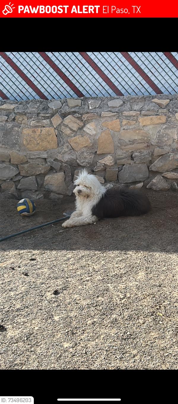 Lost Male Dog last seen Desert, El Paso, TX 79928