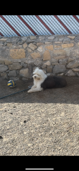 Lost Male Dog last seen Desert, El Paso, TX 79928