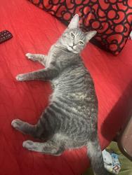 Reunited Female Cat last seen Plummer, Los Angeles, CA 91324