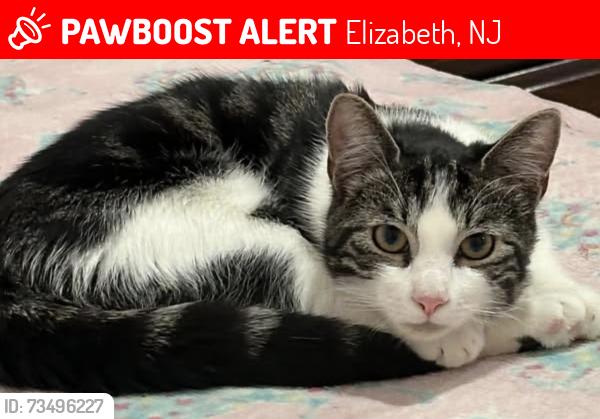 Lost Male Cat last seen Loomis St Elizabethport, Elizabeth, NJ 07206