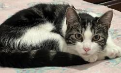 Lost Male Cat last seen Loomis St Elizabethport, Elizabeth, NJ 07206