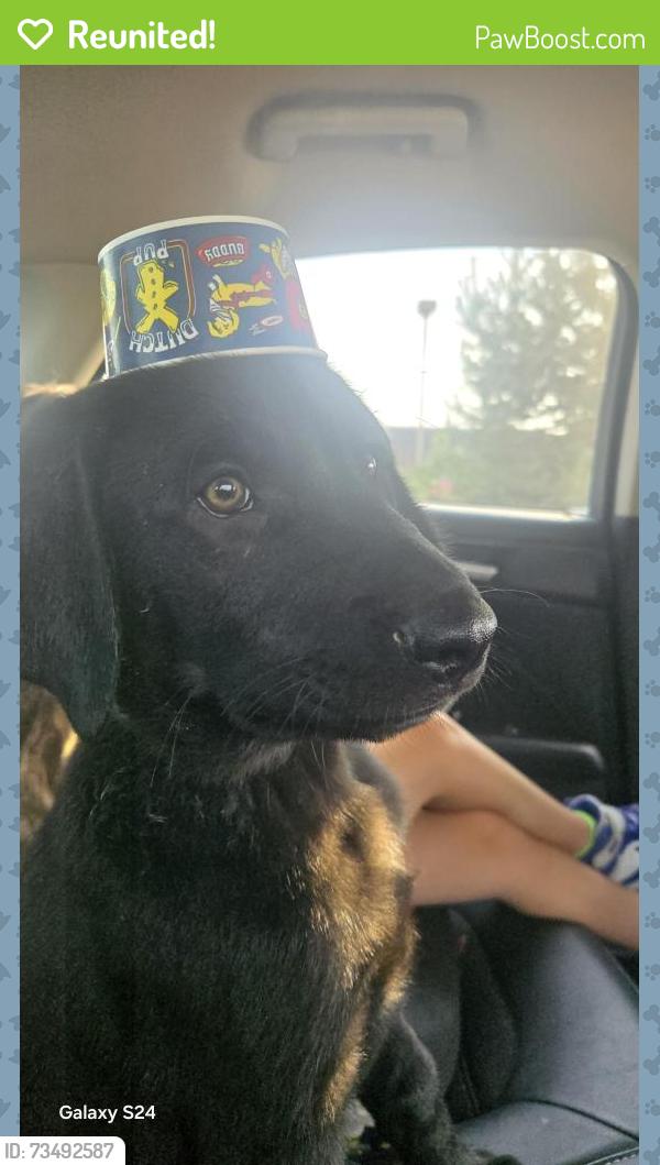 Reunited Male Dog last seen Paytner and Anderson St, Caldwell, ID 83605