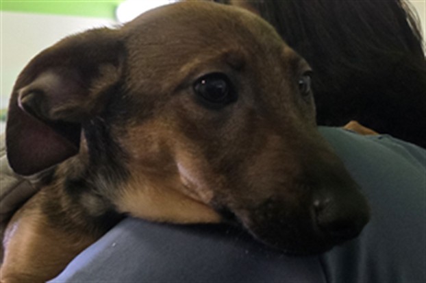 Shelter Stray Male Dog last seen , 1850 W 60th St, Los Angeles, CA 90047, USA