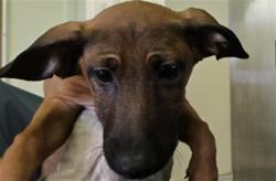 Shelter Stray Female Dog last seen , 1850 W 60th St, Los Angeles, CA 90047, USA