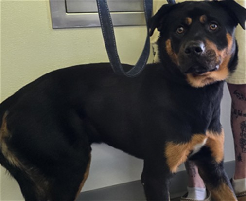Shelter Stray Male Dog last seen , 1850 W 60th St, Los Angeles, CA 90047, USA