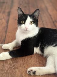 Reunited Female Cat last seen broad st, Providence, RI 02905