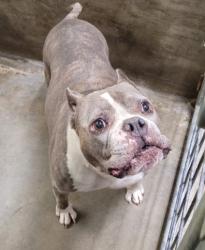 Shelter Stray Female Dog last seen , 14409 Vanowen St, Van Nuys, CA 91405, USA