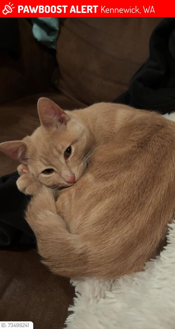 Lost Male Cat last seen Near grocery outlet, Kennewick, WA 99336