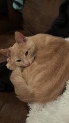 Lost Male Cat last seen Near grocery outlet, Kennewick, WA 99336