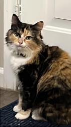 Lost Female Cat last seen hse, Lawrenceville, GA 30043