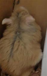 Shelter Stray Male Other last seen , 14409 Vanowen St, Van Nuys, CA 91405, USA