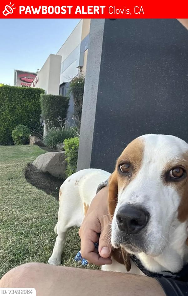 Lost Male Dog last seen By the Clovis veterans center, Clovis, CA 93612