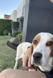 Lost Male Dog last seen By the Clovis veterans center, Clovis, CA 93612