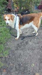Reunited Female Dog last seen E 9th and harding, Fort Worth, TX 76102