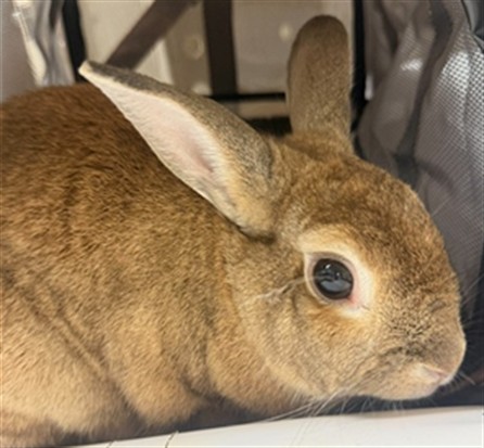 Shelter Stray Female Other last seen Near BLOCK MOUNT RUBIDOUX DR RIVERSIDE CA 92501, 6851 Van Buren Boulevard, Jurupa Valley, CA 92509, USA