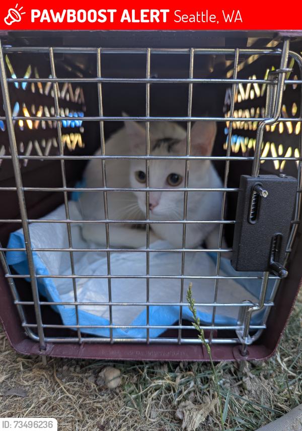 Lost Male Cat last seen 37th Ave NE and 143rd Street, Seattle, WA 98125