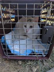 Lost Male Cat last seen 37th Ave NE and 143rd Street, Seattle, WA 98125