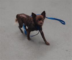 Shelter Stray Female Dog last seen KELLOCH X SCHWERIN, 1419 Bryant St, San Francisco, CA 94103, USA