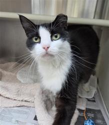 Shelter Stray Male Cat last seen Near BLOCK S DIXIE HWY, HOLLYWOOD FL 33020, 2400 SW 42nd St, Fort Lauderdale, FL 33312, USA