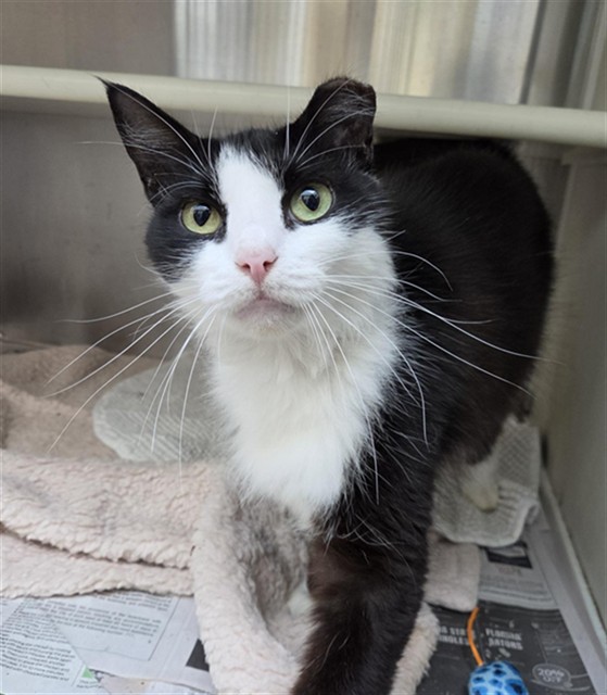 Shelter Stray Male Cat last seen Near BLOCK S DIXIE HWY, HOLLYWOOD FL 33020, 2400 SW 42nd St, Fort Lauderdale, FL 33312, USA