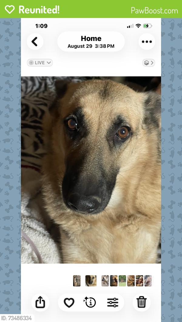 Reunited Female Dog last seen Garden Grv Vandement and brookhurst, Yukon, OK 73099