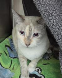Shelter Stray Female Cat last seen Near BLOCK GRANT ST, HOLLYWOOD FL 33021, 2400 SW 42nd St, Fort Lauderdale, FL 33312, USA