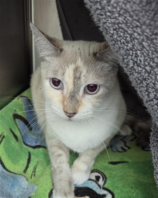 Shelter Stray Female Cat last seen Near BLOCK GRANT ST, HOLLYWOOD FL 33021, 2400 SW 42nd St, Fort Lauderdale, FL 33312, USA