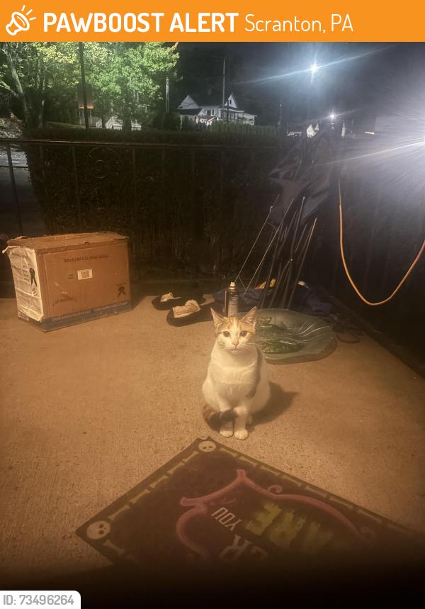 Found/Stray Female Cat last seen price rite, Scranton, PA 18504