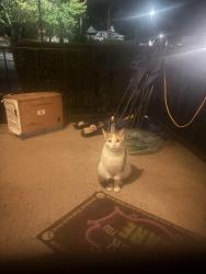 Found/Stray Female Cat last seen price rite, Scranton, PA 18504