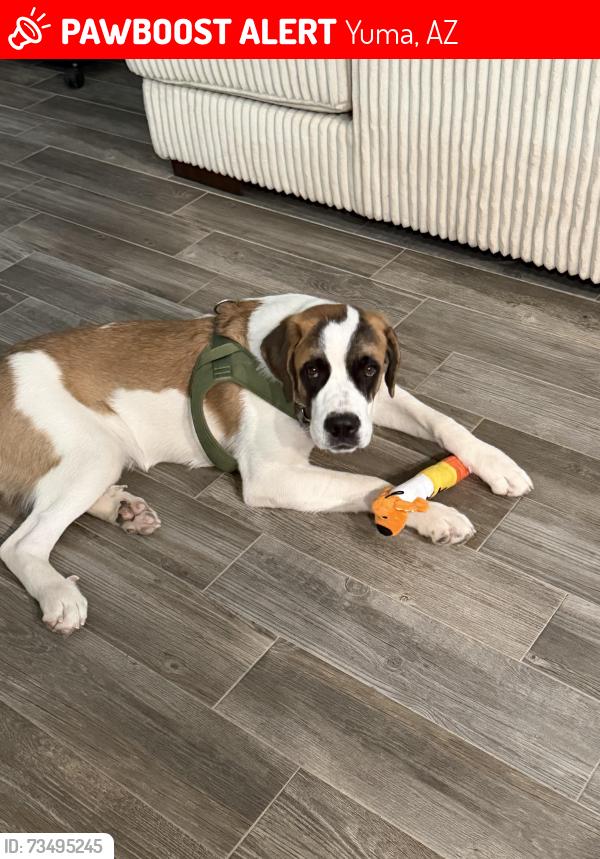 Lost Male Dog last seen Gateway park, Yuma, AZ 85364