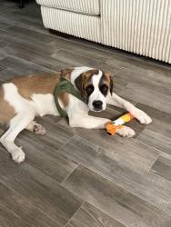 Lost Male Dog last seen Gateway park, Yuma, AZ 85364