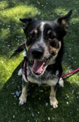 Shelter Stray Male Dog last seen , West Valley Animal Shelter, 20655 Plummer St, Chatsworth, CA 91311, USA