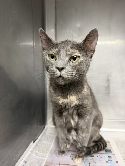 Shelter Stray Female Cat last seen , West Valley Animal Shelter, 20655 Plummer St, Chatsworth, CA 91311, USA